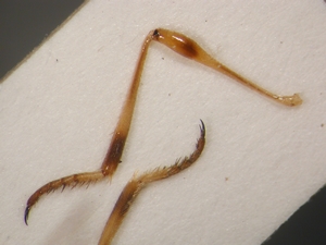 L. subtilis - female, Hind leg - anterior