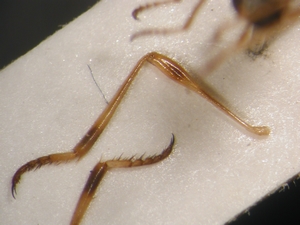 L. subtilis - female, Hind leg - posterior