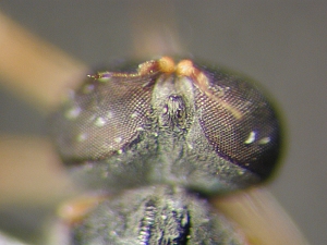 L. subtilis - male, Head - dorsal