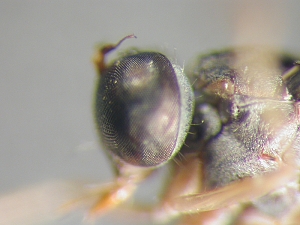 L. subtilis - Männchen, Kopf - lateral