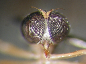 L. subtilis - Männchen, Kopf - frontal