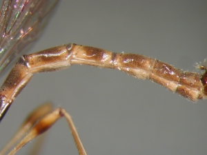 L. subtilis - Männchen, Abdomen - lateral