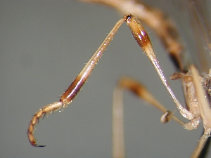 L. subtilis - Männchen, Hinterbein - anterior