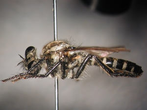 Cyrtopogon lateralis - lateral