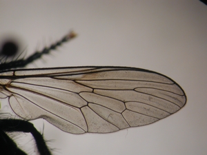 Cyrtopogon lateralis - Wing