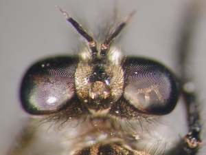 Cyrtopogon lateralis - head - dorsal