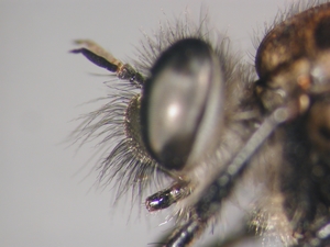 Cyrtopogon lateralis - head - lateral