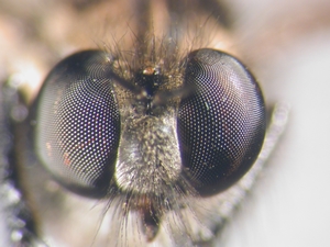 Cyrtopogon lateralis - head - frontal