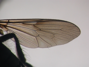 Cyrtopogon lateralis - Wing