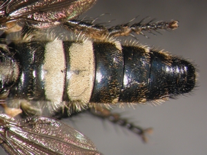 Cyrtopogon lateralis - Abdomen - dorsal