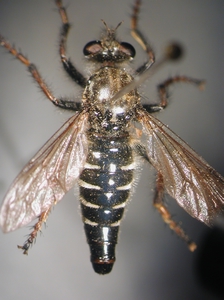 Cyrtopogon maculipennis - dorsal