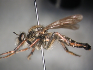 Cyrtopogon maculipennis - lateral