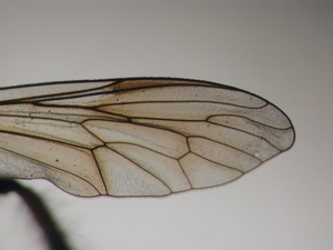 Cyrtopogon maculipennis - Flügel