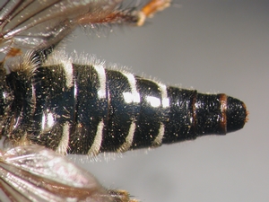 Cyrtopogon maculipennis - Abdomen - dorsal