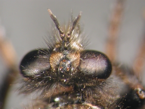 Cyrtopogon maculipennis - Kopf - dorsal