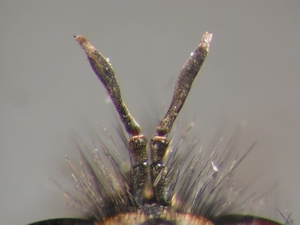 Cyrtopogon maculipennis - Antenne