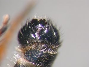 Cyrtopogon maculipennis - Hypopygium - dorsal