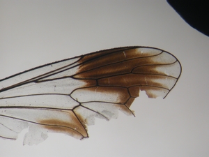 Cyrtopogon maculipennis - Wing