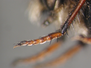 Cyrtopogon maculipennis - front leg