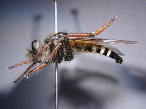 Cyrtopogon lateralis - lateral