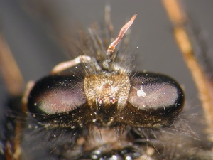 Cyrtopogon lateralis - head - dorsal