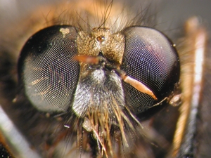 Cyrtopogon lateralis - Kopf - frontal