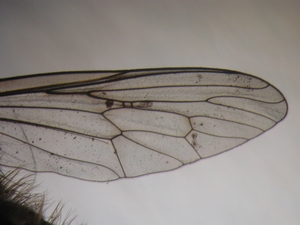 Cyrtopogon lateralis - Flügel