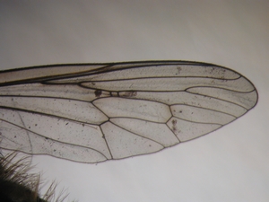 Cyrtopogon lateralis - Wing