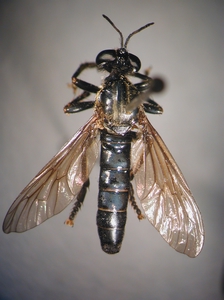 Dioctria atricapilla - Weibchen