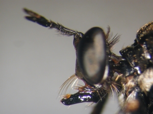 Dioctria atricapilla - head - lateral