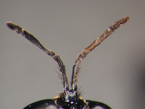 Dioctria atricapilla - Antenna