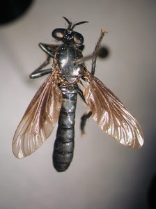 Dioctria atricapilla - Männchen
