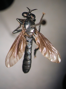 Dioctria atricapilla - male