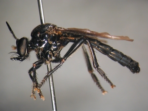 Dioctria atricapilla - male