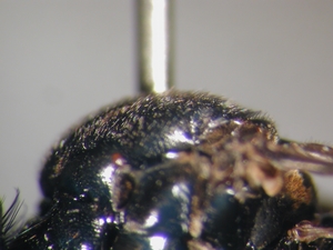 Dioctria atricapilla - Scutum - lateral