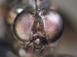 Dioctria atricapilla - head - frontal