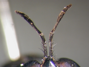 Dioctria atricapilla - Antenna