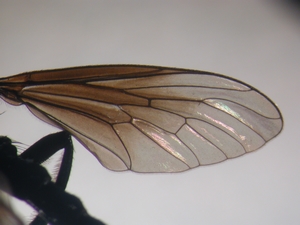 Dioctria atricapilla - Wing