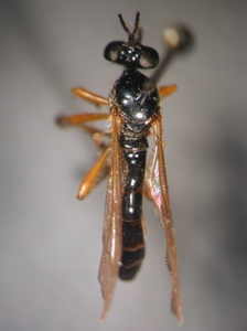 Dioctria bicincta - dorsal