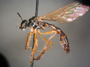 Dioctria bicincta - female