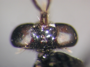 Dioctria bicincta - Kopf - dorsal