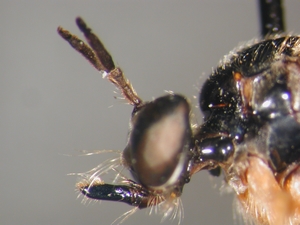 Dioctria bicincta - head - lateral