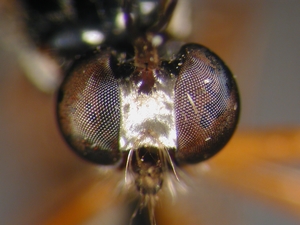 Dioctria bicincta - head - frontal