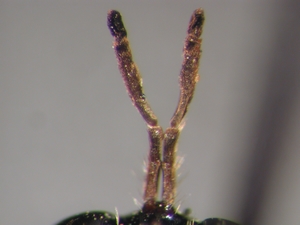 Dioctria bicincta - Antenne
