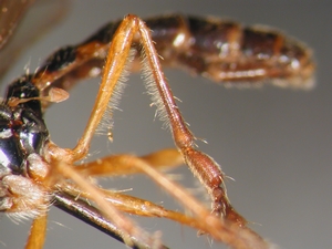 Dioctria bicincta - Hind leg