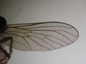 Dioctria bicincta - Wing