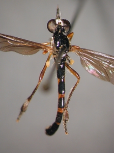 Dioctria bicincta - Männchen