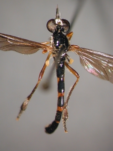 Dioctria bicincta - dorsal