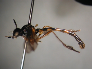 Dioctria bicincta - male