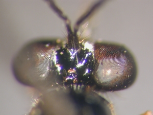 Dioctria bicincta - head - dorsal